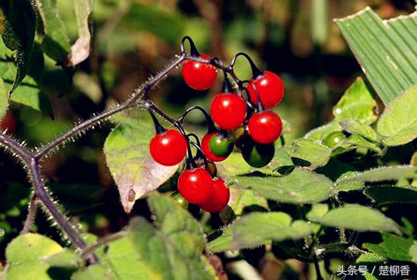 长红果子的野草名字,农村有哪些抗各种癌的野草药