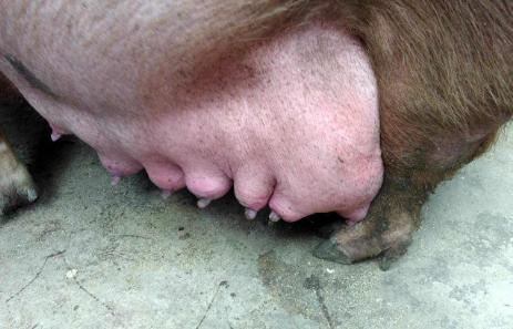 母猪产后没有奶？养猪人可从这3方面分析原因！