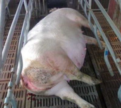 母猪产后没有奶？养猪人可从这3方面分析原因！