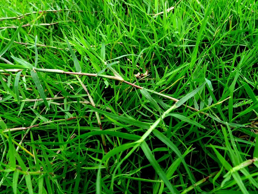 城市农村随处可得的中草药，治风湿痿痹拘挛跌打劳伤