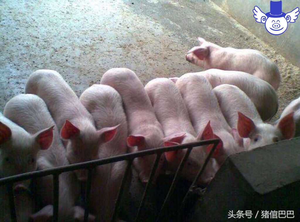 仔猪出生起不来,刚出生仔猪站不起怎么治