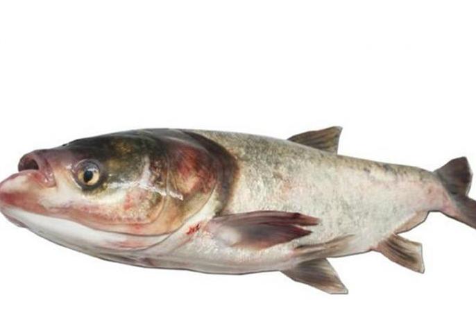 青鱼和花鲢鱼的区别图片,青鱼和花鲢鱼是一种鱼吗