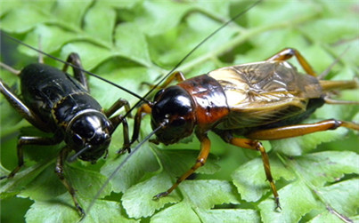 蟋蟀是怎样繁殖的,圆头蟋蟀和平头蟋蟀能繁殖吗