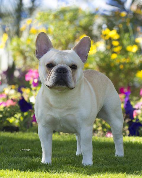美国西敏寺犬展金毛,美国西敏寺博美犬展
