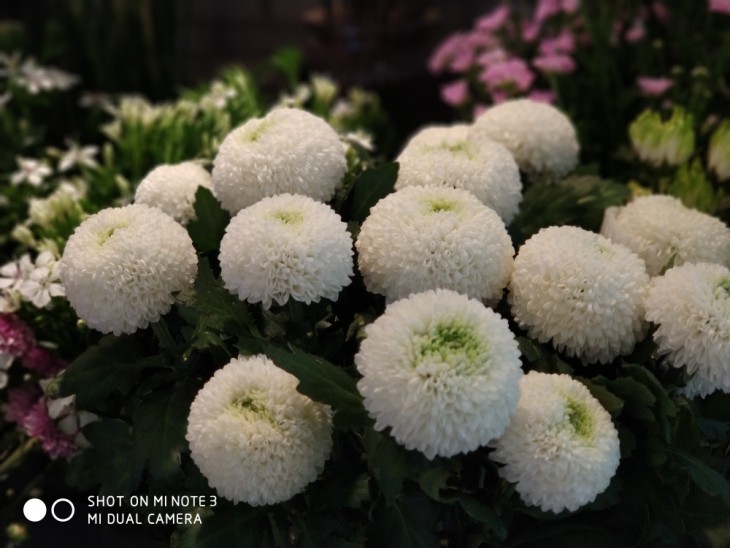 小米note3拍照好看吗,小米note3拍照有多强