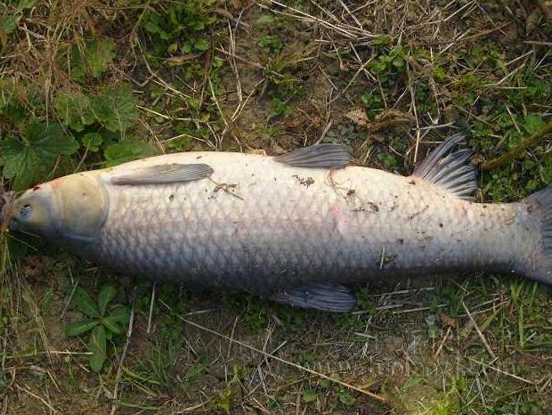 青鱼和花鲢鱼的区别图片,青鱼和花鲢鱼是一种鱼吗