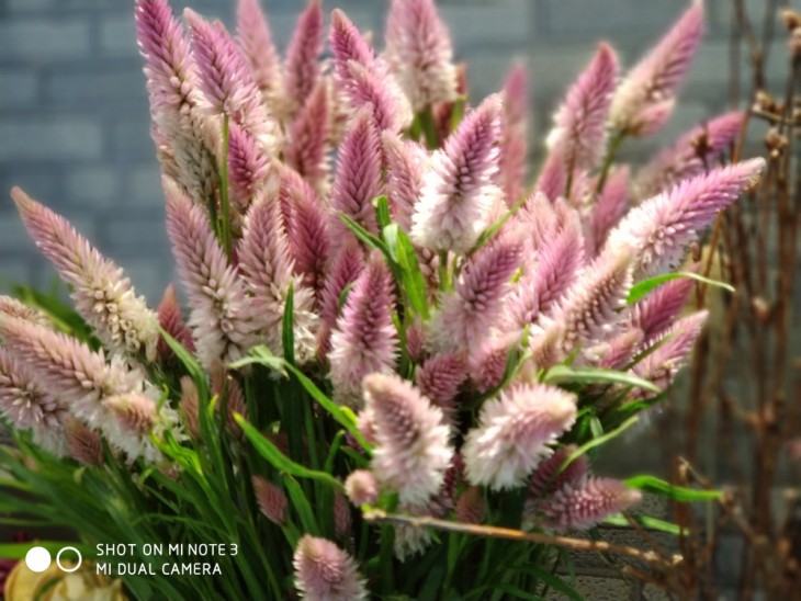 小米note3拍照好看吗,小米note3拍照有多强