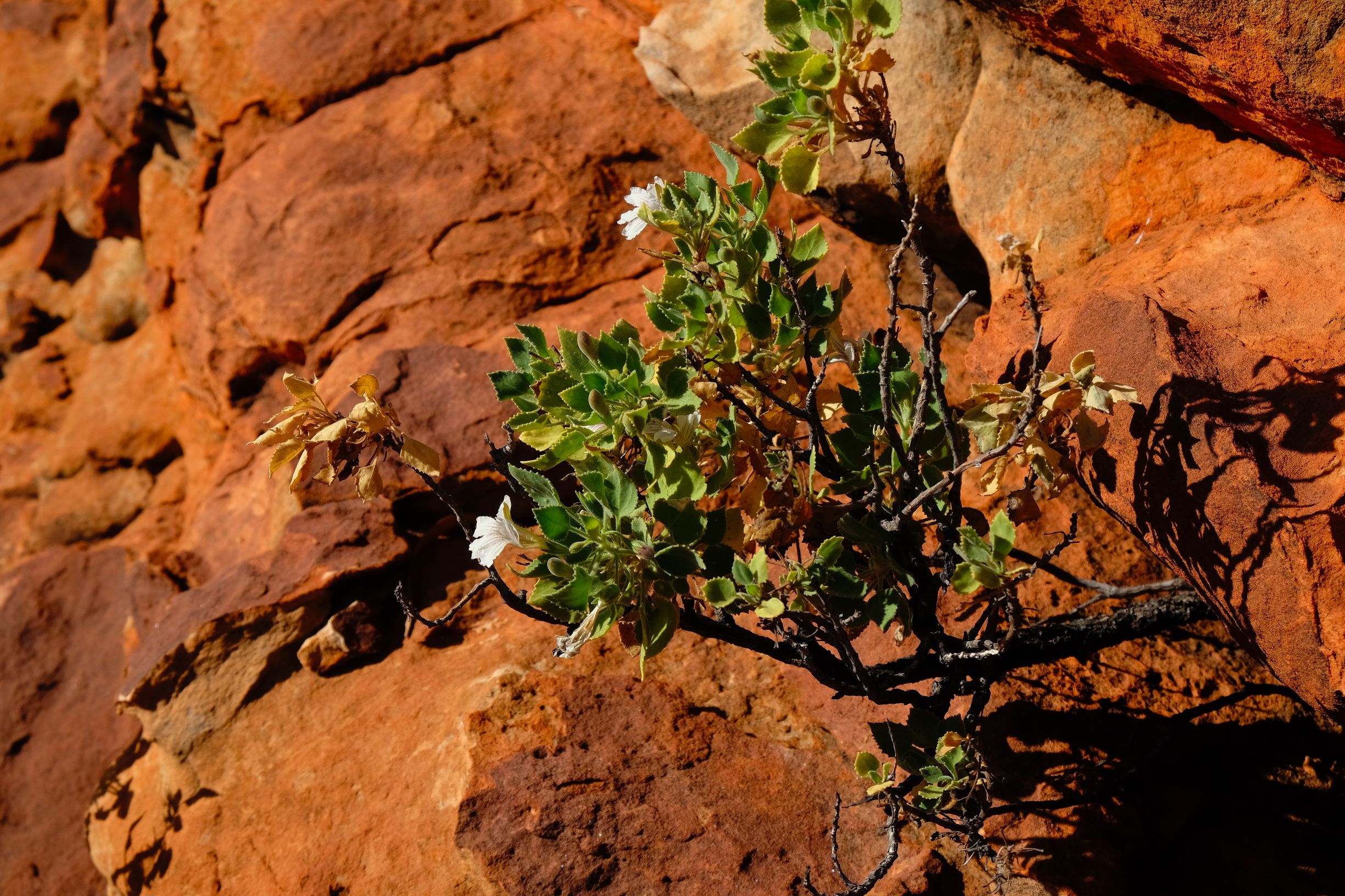 关于澳洲的一切,澳大利亚国王峡谷