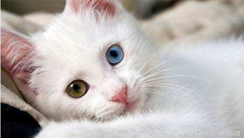 《福布斯》世界10大名贵猫，你知道几个？