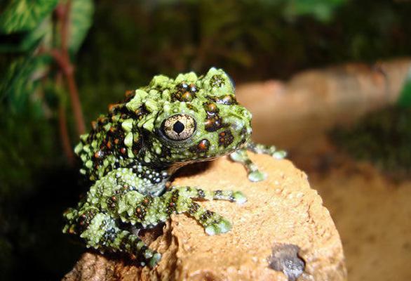 盘点各种各样的形形色色的青蛙,各种各样的青蛙