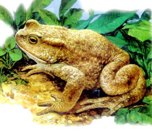 盘点各种各样的形形色色的青蛙,各种各样的青蛙