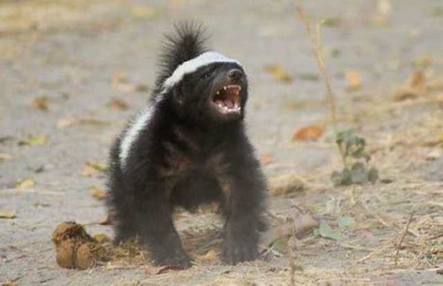 非洲平头哥（蜜獾）教你如何行走江湖！