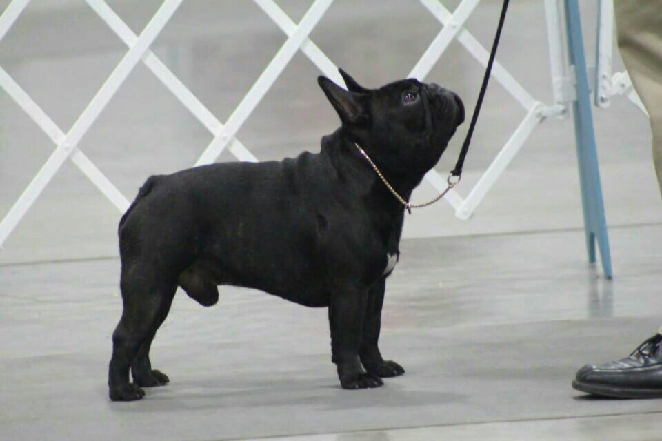 美国西敏寺犬展金毛,美国西敏寺博美犬展