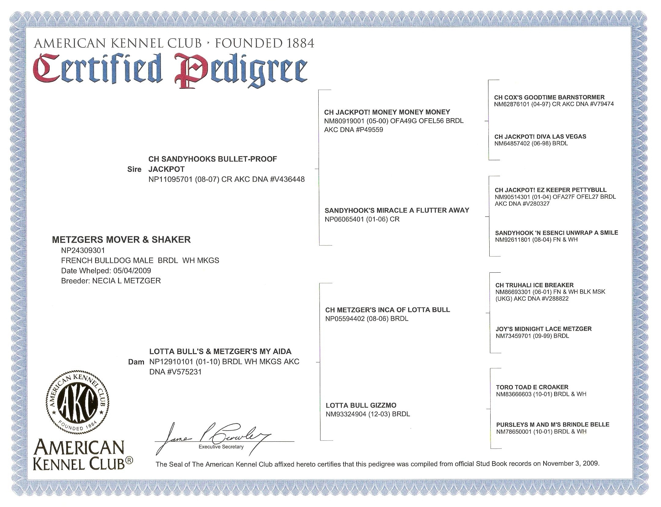 美国西敏寺犬展金毛,美国西敏寺博美犬展