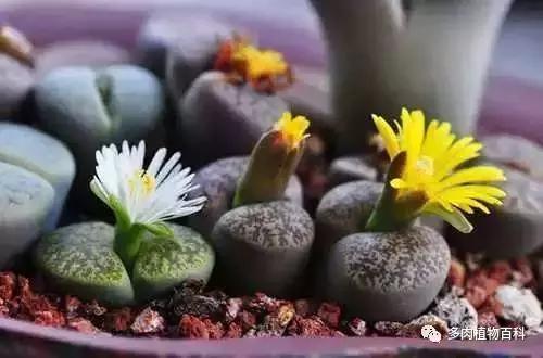 生石花多肉植物怎么养护,多肉生石花怎么能养大