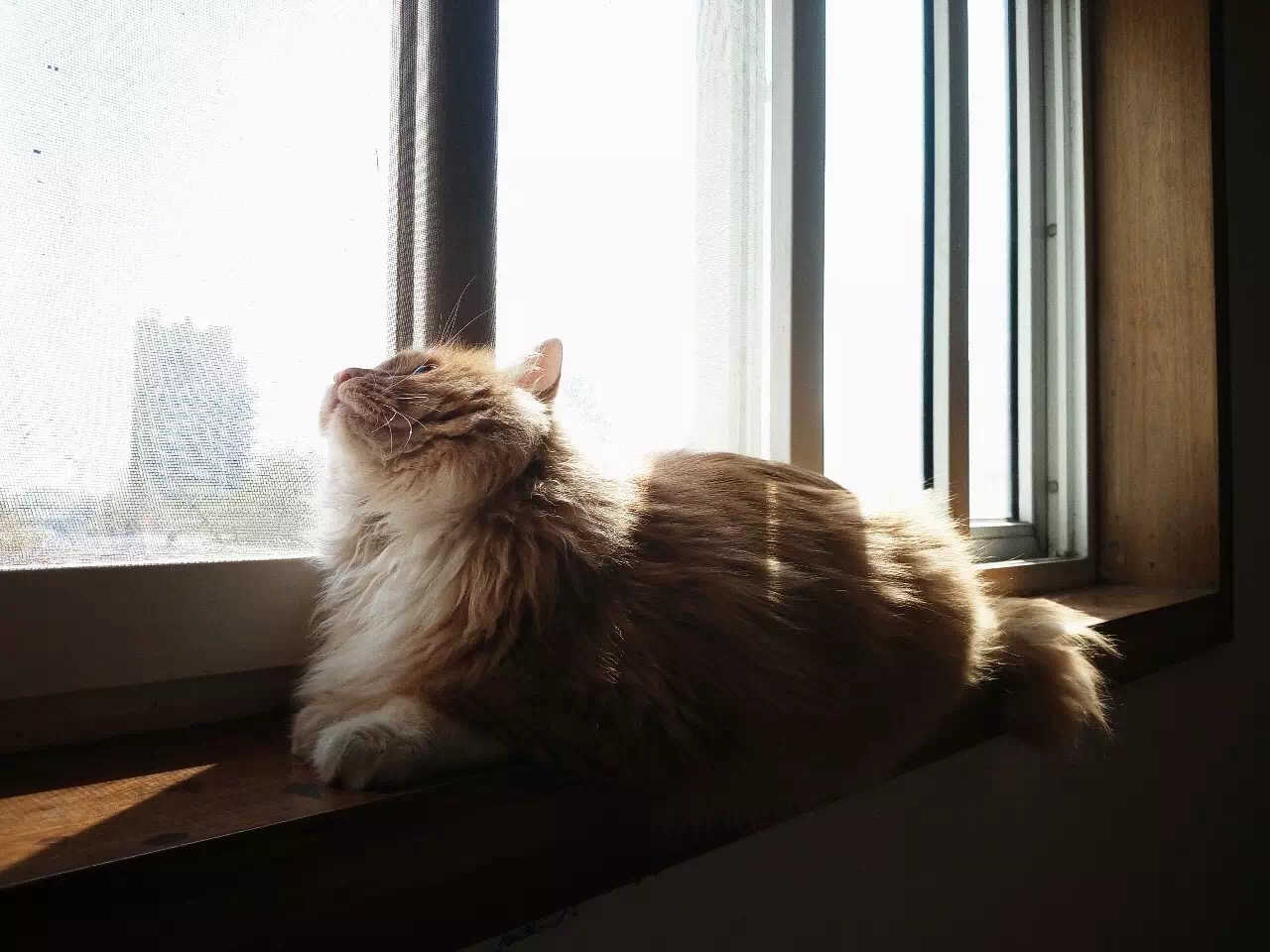 如果你的猫不见了你会担心吗,如果你的猫不见了