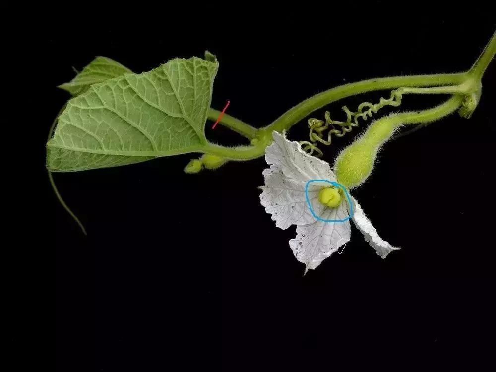 手捻葫芦室内阳台可以种吗,手捻葫芦几月份种好