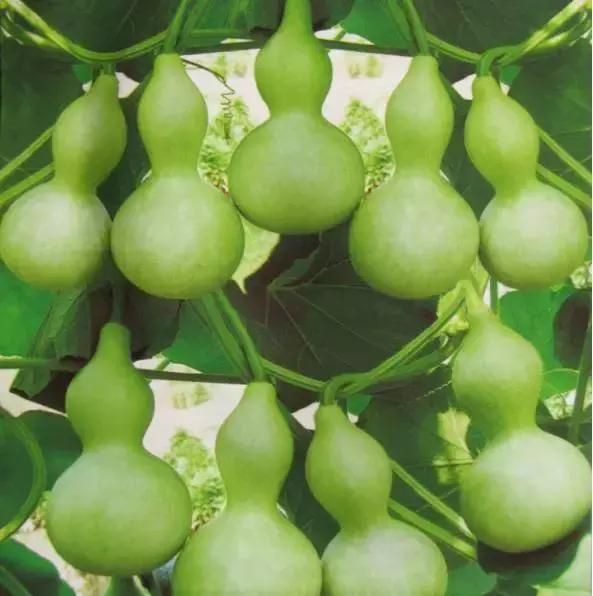 手捻葫芦室内阳台可以种吗,手捻葫芦几月份种好