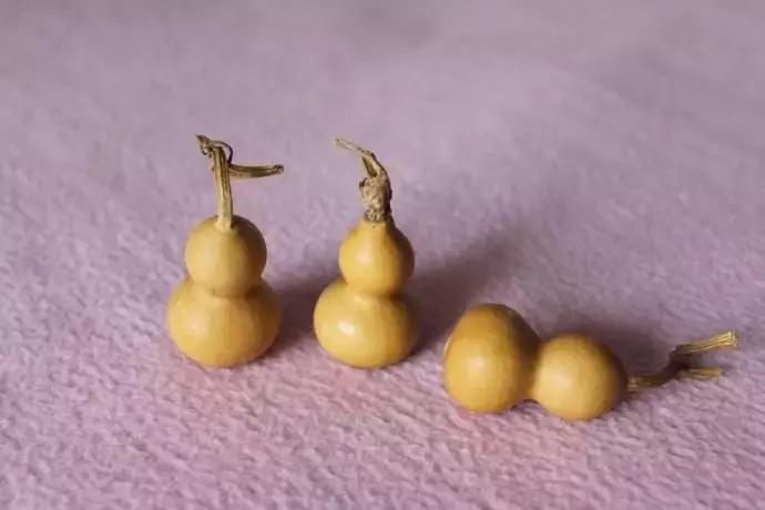 手捻葫芦室内阳台可以种吗,手捻葫芦几月份种好