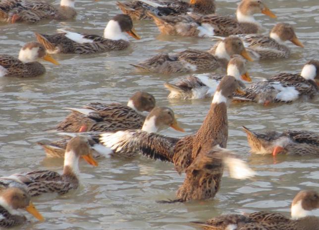 你还知道哪些鸟类的特殊本领呢,鸟类的味觉器官是哪