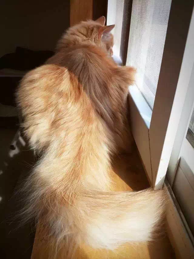 如果你的猫不见了你会担心吗,如果你的猫不见了