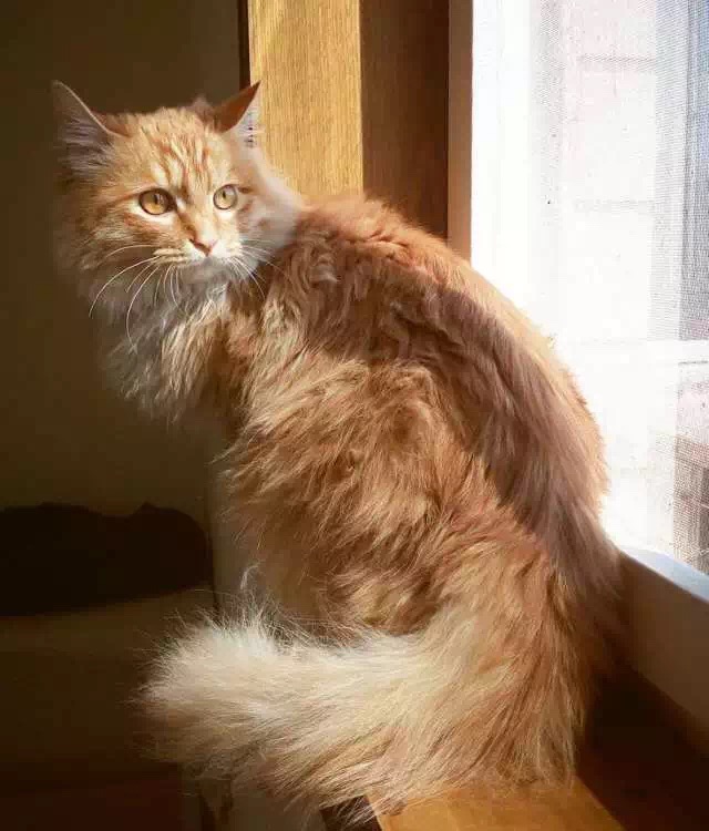 如果你的猫不见了你会担心吗,如果你的猫不见了