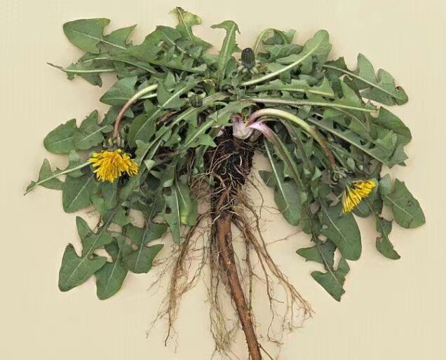 蒲公英茶哪些人不适合喝,蒲公英隔夜能喝吗