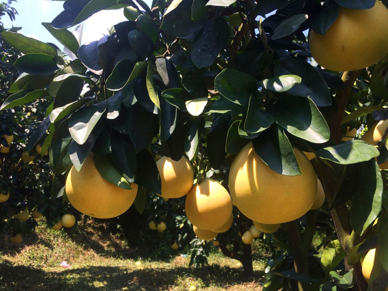 骞冲拰铚滄煔鑷姪閲囨憳,骞冲拰铚滄煔鑷敱閲囨憳