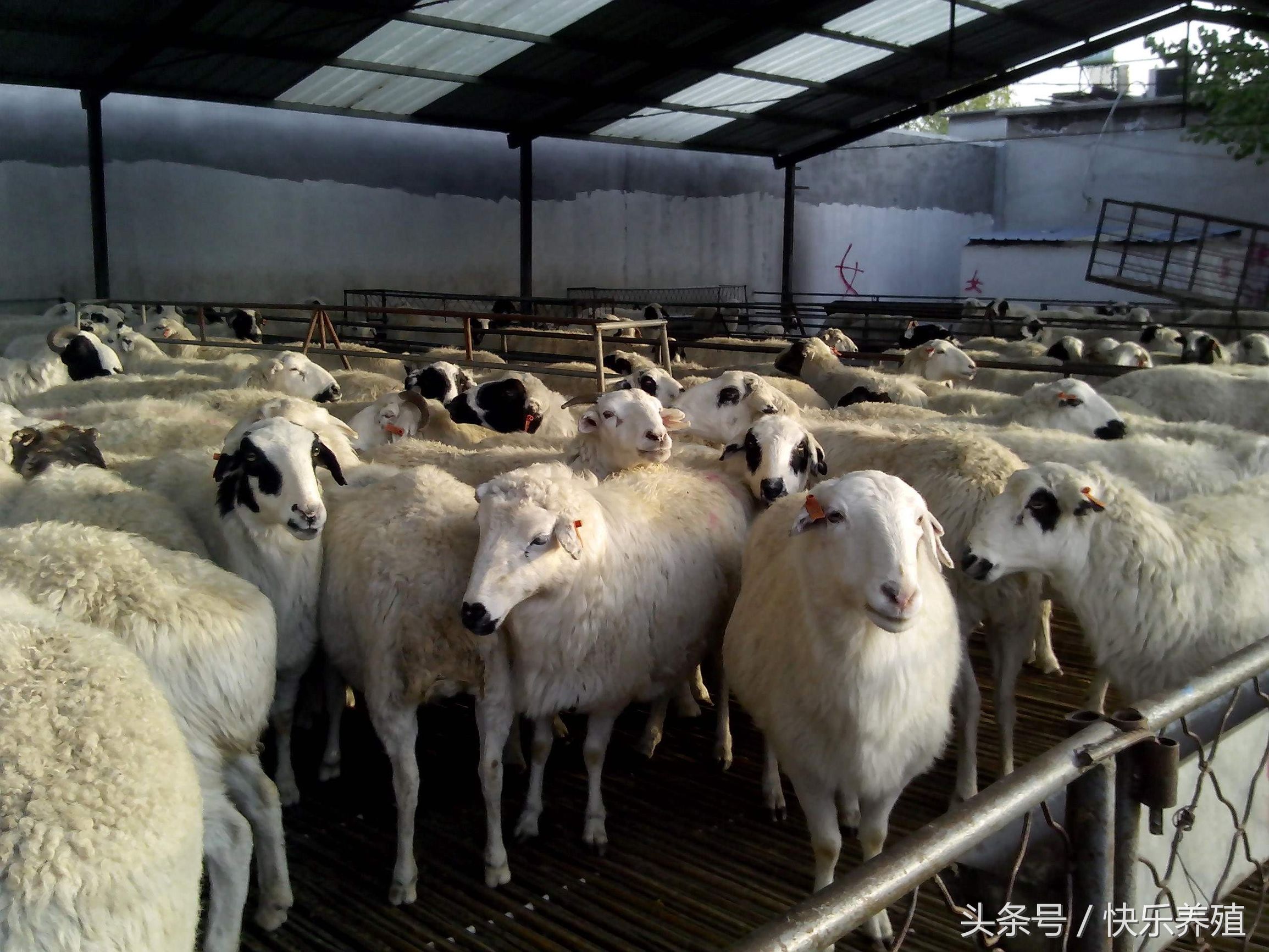 淘汰母羊怎么催肥最快最有效,科学育肥羊的技术