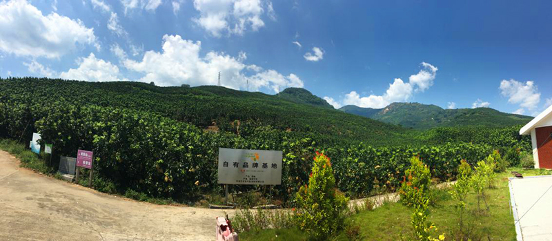 骞冲拰铚滄煔鑷姪閲囨憳,骞冲拰铚滄煔鑷敱閲囨憳