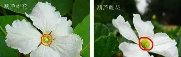 手捻葫芦室内阳台可以种吗,手捻葫芦几月份种好