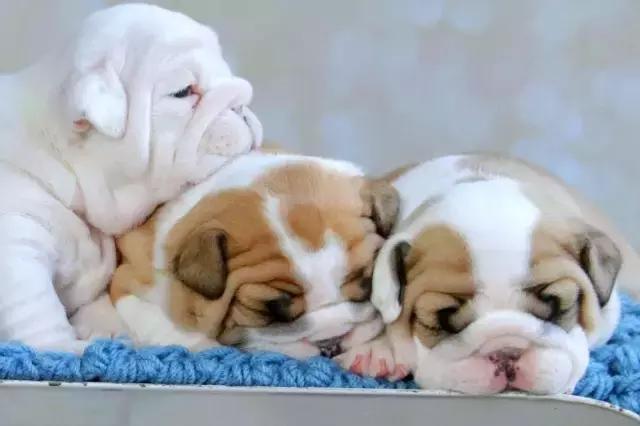 一梦谈狗：英牛那么丑，价格又贵，为什么还有那么多人养？