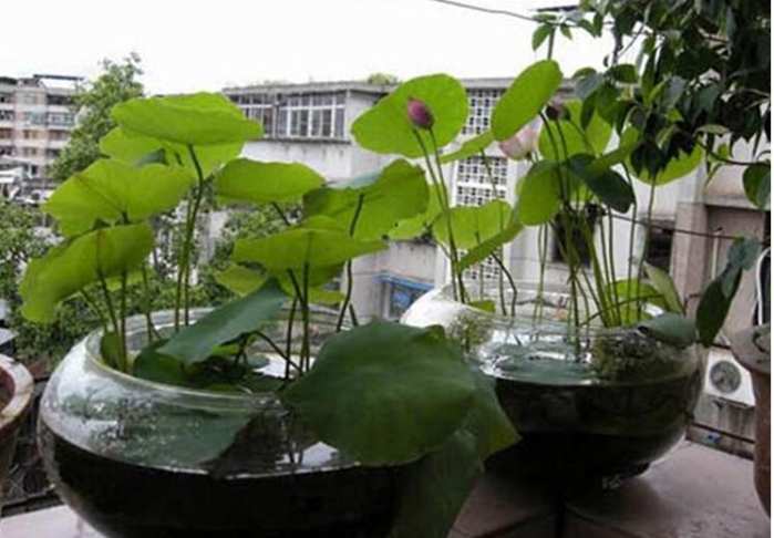 碗莲的种植方法盆栽,碗莲盆栽种植方法和注意事项