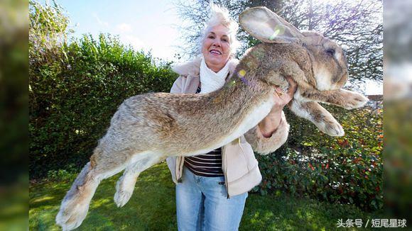 兔子的11个令人惊讶的事实,猜兔子的谜语有哪些