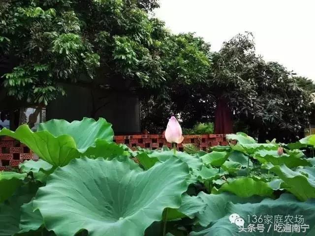 南宁十大最美农家乐推荐,南宁周边烧烤野炊前十排行