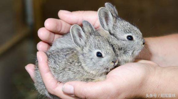 兔子的11个令人惊讶的事实,猜兔子的谜语有哪些