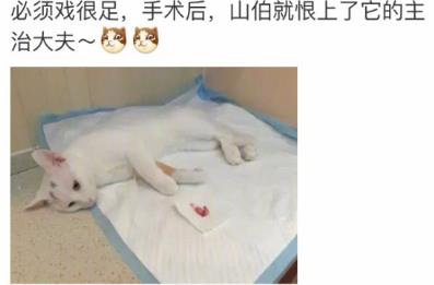 网友家猫主子绝育后的反应，以及绝育准备和护理知识
