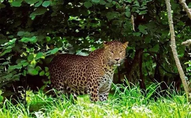 斯里兰卡被誉为上帝的眼泪,华正商旅美景推荐