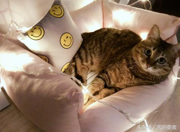 60平小家过出顶级的幸福感，唐长老和玉兔精的没羞没臊日常