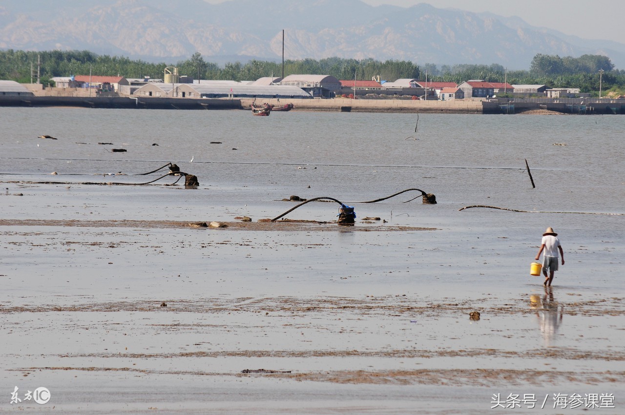 青岛韩国野生海参,纯野生海参韩国