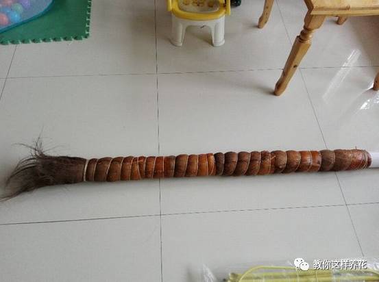 自制绿萝棕柱视频,自制绿萝柱子