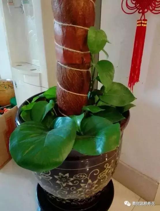 自制绿萝棕柱视频,自制绿萝柱子