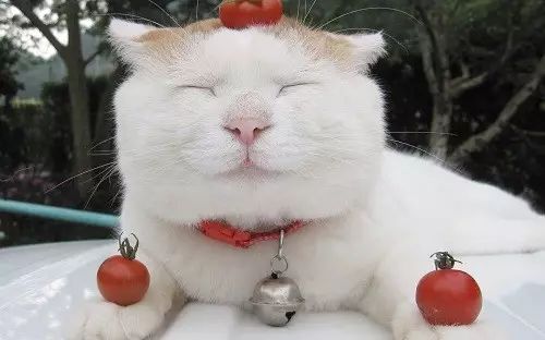 盘点那些笑到笑不出声的猫咪,十六种猫咪