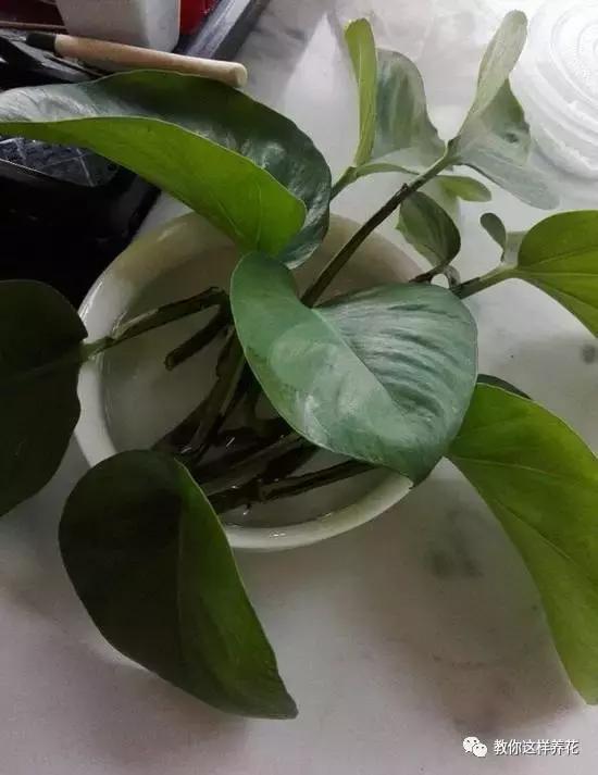 自制绿萝棕柱视频,自制绿萝柱子