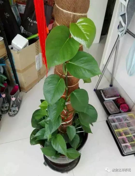 自制绿萝棕柱视频,自制绿萝柱子