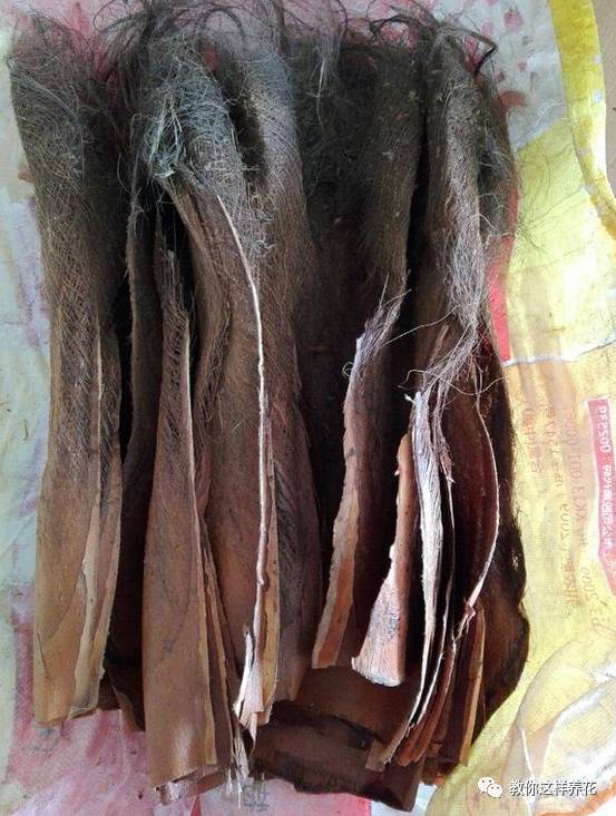 自制绿萝棕柱视频,自制绿萝柱子