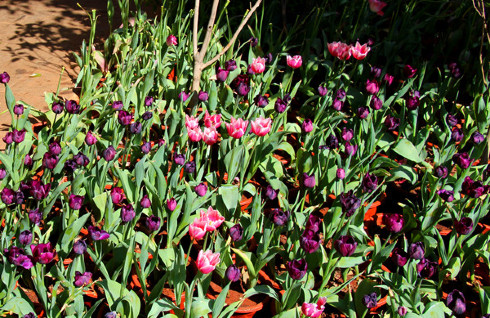 云南丽江香格里拉大理六日游,云南丽江大理香格里拉六日游