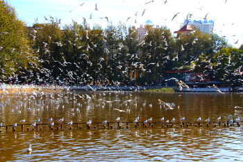 云南丽江香格里拉大理六日游,云南丽江大理香格里拉六日游