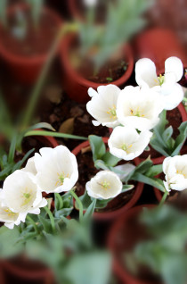 云南丽江香格里拉大理六日游,云南丽江大理香格里拉六日游