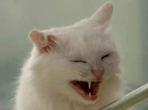 盘点那些笑到笑不出声的猫咪,十六种猫咪